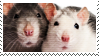 Two rats on white.